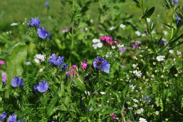 Blomster på Generatorvej 12