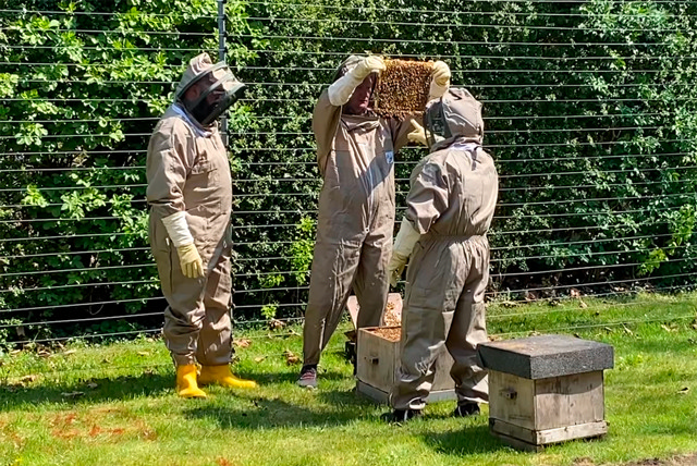 SIF medarbejdere i biavlerdragter i gang med at flytte bierne ind i deres nye hjem